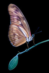 Colorful tropical butterfly closeup on green tree branch with dark background