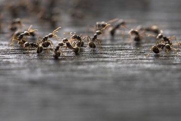 Close up of an army of tropical ants on wooden surface 