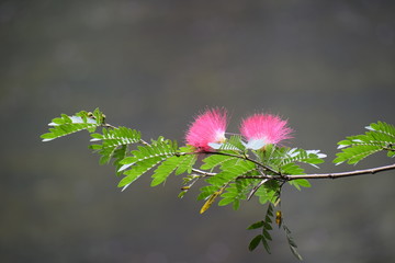 Mimosa tenuiflora