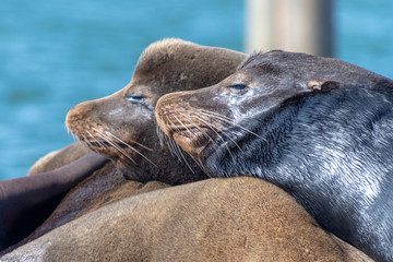 Obraz premium Closeup of sleeping sea lions.