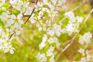 Cherry blossoms over blurred nature background