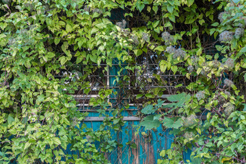Naklejka premium Window behind the leaves