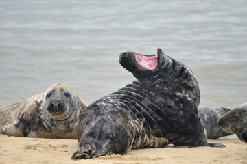 Grey seal yawning on Horsey Beach, Norfolk