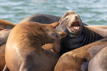 Bending over backwards, a Steller's Sea Lion (Eumetopias jubatus) voices its displeasure with...