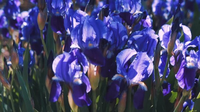 Purple Iris germanica flower plant in spring garden