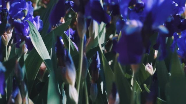 Purple Iris germanica flower plant in spring garden