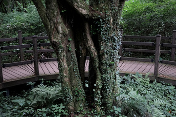 Bijarim Forest. The Largest Single Species Forest in the World. Jeju, Korea.