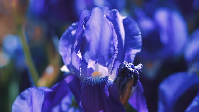 Purple Iris germanica flower plant in spring garden