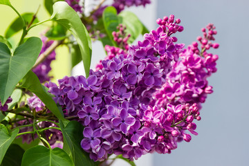 Inflorescences of the purple lilac at selective focus