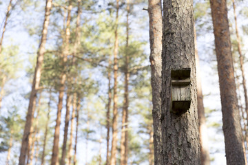 Bird house on a pine tree. Wildlife and care of nature