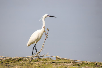 Garzetta (Egretta garzetta)