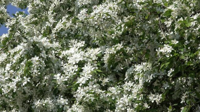 Blossoming with white flowers a large fruit tree in the spring botanical garden with zooming effect