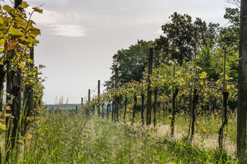Weingarten am Waldrand im Burgenland (A)