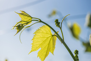 Junger Weintrieb mit Traube 