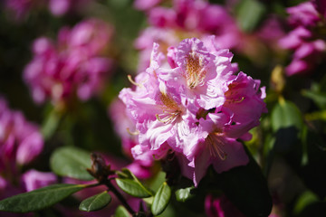 Fototapeta premium Lagerströmien, Kräuselmyrten
