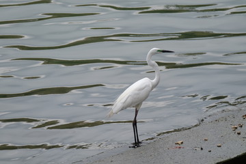 The little great egret (Egretta garzetta) near the river