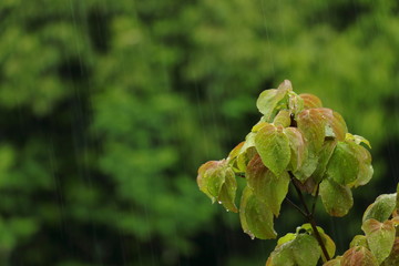 雨降りの中の木