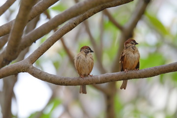 A pair of passer montanus rest on the tree