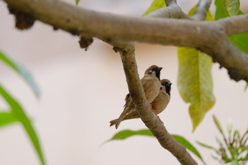 A pair of passer montanus rest on the tree
