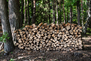 Holzstapel im Wald zum trocknen