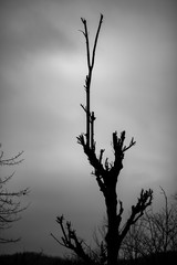 Black and white background, moody winter silhouette of a naked tree trunk and top in dark grey