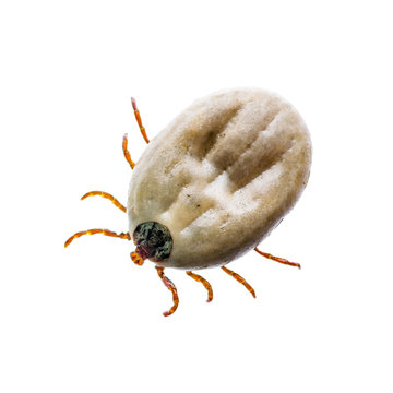 Encephalitis Virus or Lyme Disease Infected Tick Arachnid Insect Pest Isolated on White