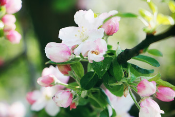 Fototapeta premium Apfelbaumblüten mit Regen