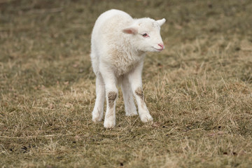 A little sheep is standing in the meadow