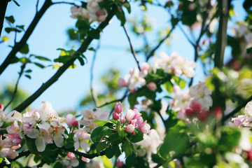 Apfelbaumblüten