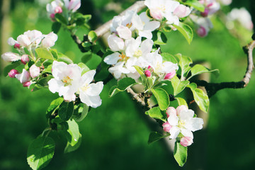 Obraz premium Apfelbaumblüten im Garten