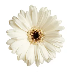 Crédence de cuisine en verre imprimé Gerbera Gerbera daisy flower isolated on white background