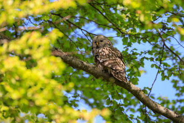 Allocco degli Urali nella foresta in Slovenia
