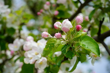 Obraz premium closeup of apple tree (malus pumila) in bloom, beautiful and ornamental