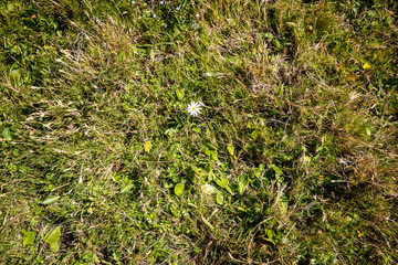 lone daisy, West Point Reserve