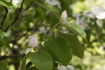 Blooming apple tree in the back yard. Spring background.