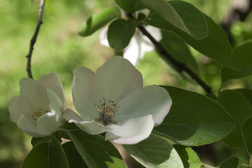 Blooming apple tree in the back yard. Spring background.