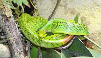 serpent vert lumineux vu au zoo