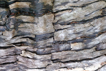 Close up tree bark texture background