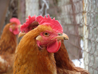 Chickens on the poultry farm. Domestic hen close-up