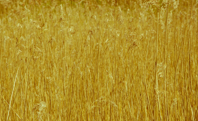 Wheat field background