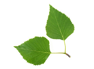 Birch leaves isolated on a white background. Top view.