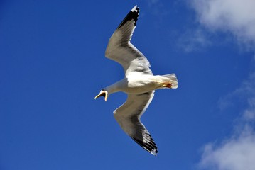 La gaviota gritando en el cielo azul