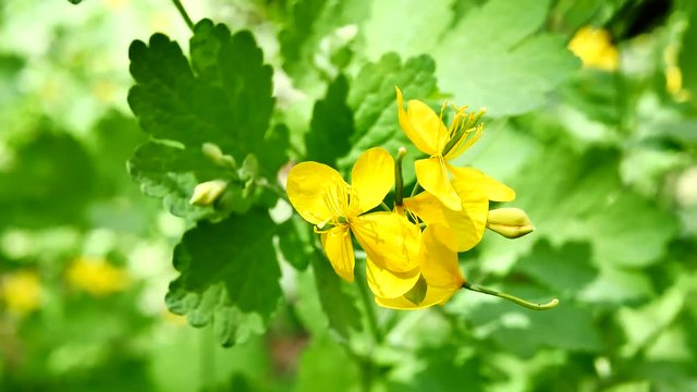 Yellow flower on a green background nature