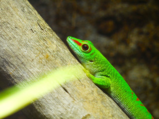 Gecko
