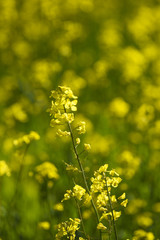 Blooming colza flowers in a colza field in Poland. Yellow colza flower. Rape flower on rapeseed.