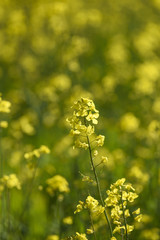 Blooming colza flowers in a colza field in Poland. Yellow colza flower. Rape flower on rapeseed.