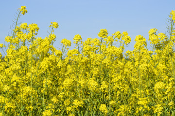 Blooming colza flowers in a colza field in Poland. Yellow colza flower. Rape flower on rapeseed.