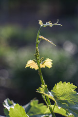 Young vineyard