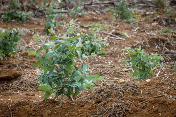 Forestry seedlings replanting