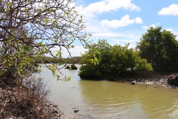 Salt marsh landscape with mangroves in the Caribbean, Les Salines, Martinique